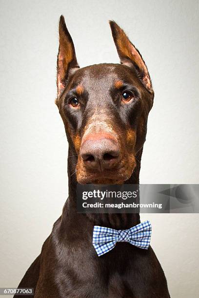 portrait of a red warlock doberman pinscher dog in bow tie - red warlock doberman pinscher stock pictures, royalty-free photos & images