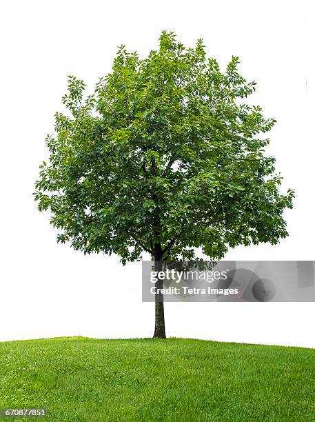 little oak tree against white background - oaks day ストックフォトと画像