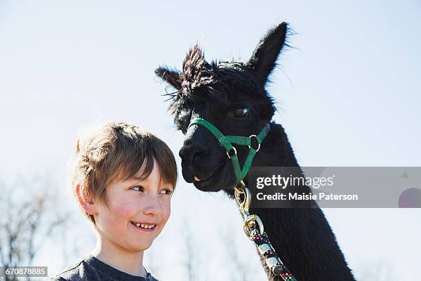 portrait of boy (6-7) with black alpaca - llama stock-fotos und bilder