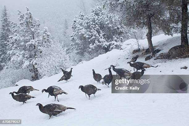 colorado, group of gobblers hunting in snow - colorado wild turkey stock pictures, royalty-free photos & images