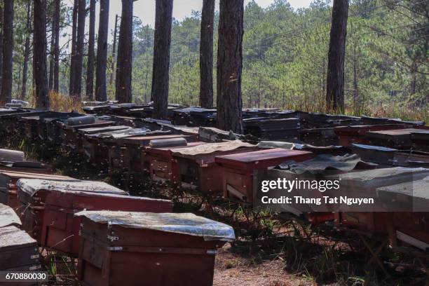 a row of bee hives in pine forest - bee nguyen stock pictures, royalty-free photos & images