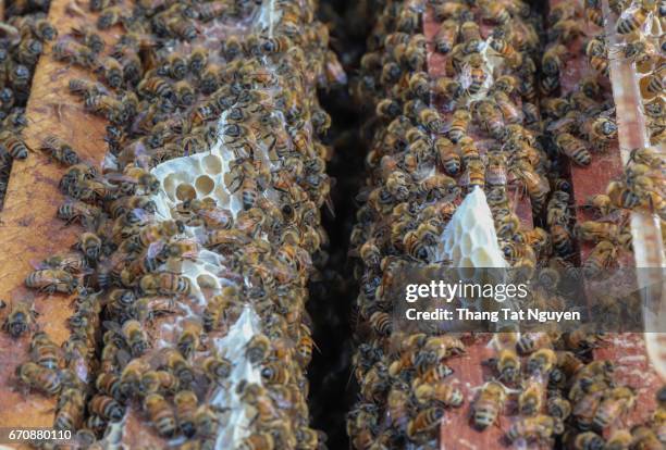 working bees in beehive - bee nguyen stock-fotos und bilder