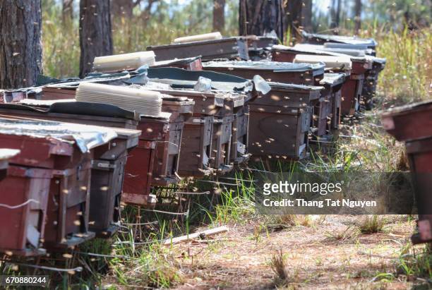 bee hives in pine forest during coffee blossoming flower season - bee nguyen stock-fotos und bilder