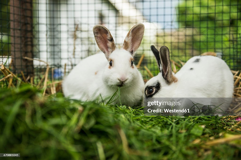 Two rabbits in a cage on a meadow