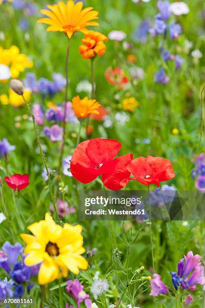 poppies on field of flowers - calendula stockfoto's en -beelden