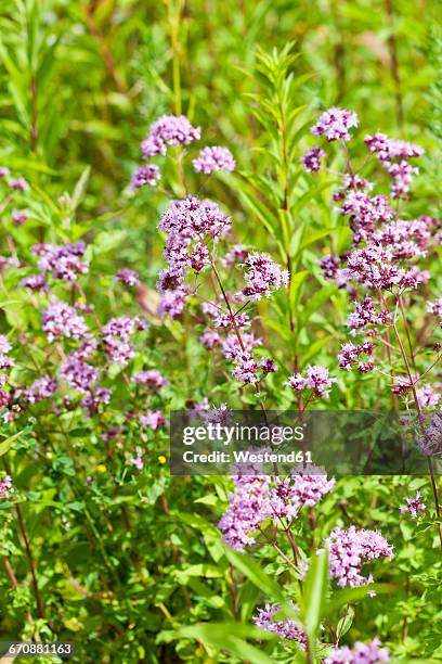 blossoming oregano - oregano 個照片及圖片檔