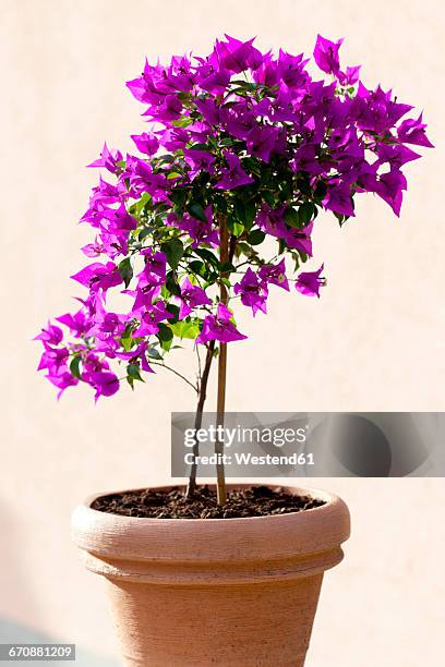 bougainvillea in a flower pot - buganvília imagens e fotografias de stock