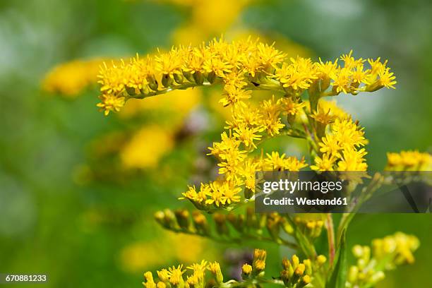 goldenrod, close-up - goldenrod stockfoto's en -beelden