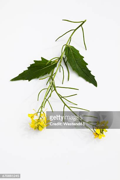 stem of field mustard on white ground - mustard plant stock pictures, royalty-free photos & images