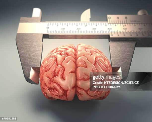 measuring human brain, illustration - calliper stock illustrations