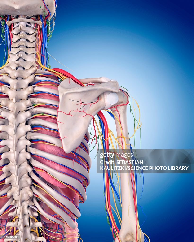 Shoulder Shape Human Shoulder Anatomy High-Res Vector Graphic - Getty Images