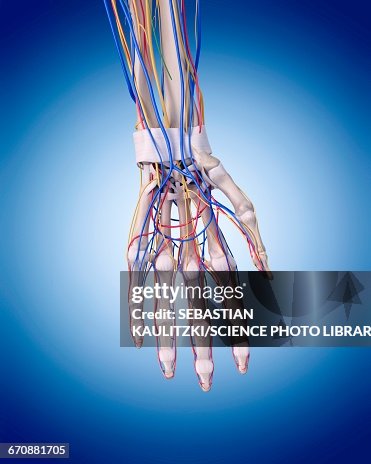 Human Male Hand Human Hand Anatomy High-Res Vector Graphic - Getty Images
