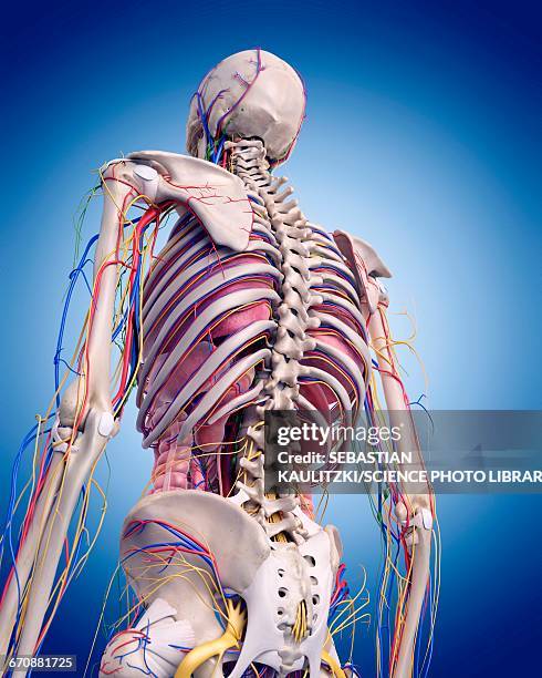 Human Back Inwards 57,633 Human Anatomy Organs Back View High Res Illustrations - Getty Images