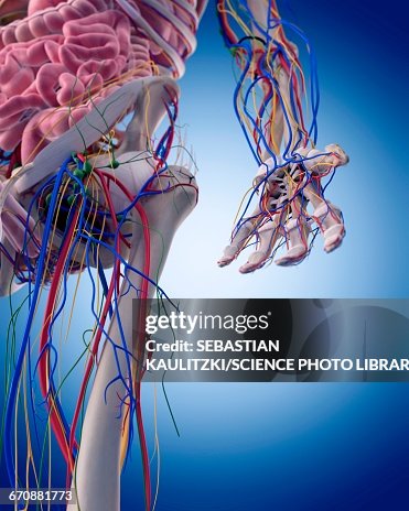 Human Male Hand Human Hand Anatomy High-Res Vector Graphic - Getty Images