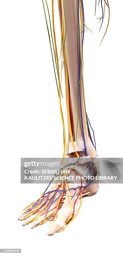 Foot Front Human Foot Anatomy High-Res Vector Graphic - Getty Images