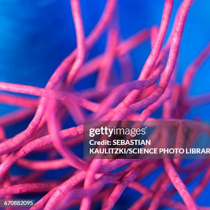 Bacillus anthracis bacteria Bacillus anthracis bacteria