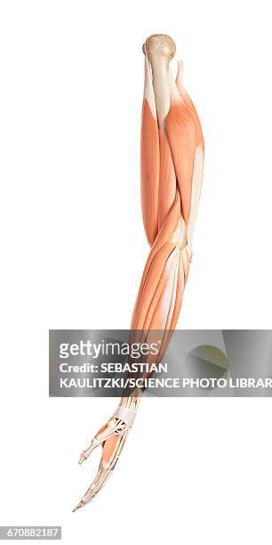 muscles of the human arm - menschlicher arm stock-grafiken, -clipart, -cartoons und -symbole