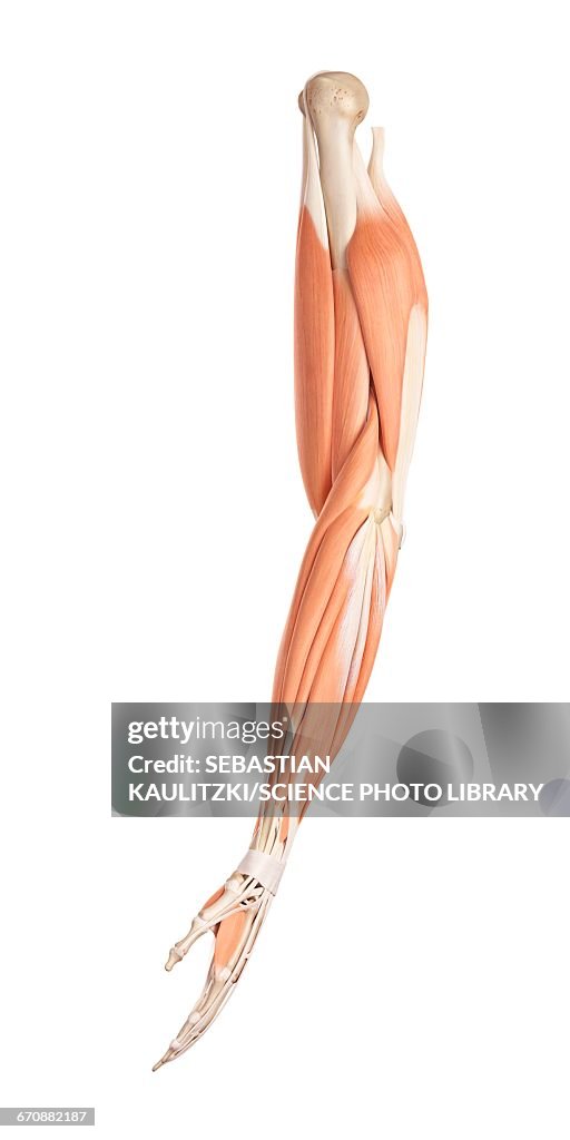 Muscles of the human arm