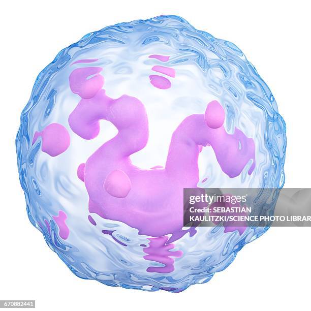 basophil - leukozyten stock-grafiken, -clipart, -cartoons und -symbole