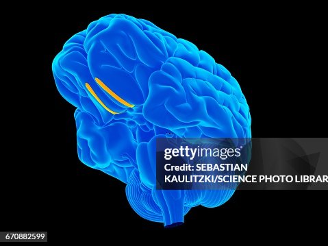 Human brain Human brain