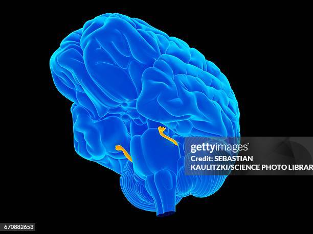 human brain - trigeminal nerve stock illustrations