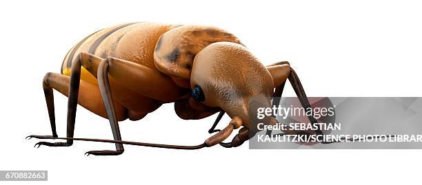 bed bug - bed bug stock illustrations
