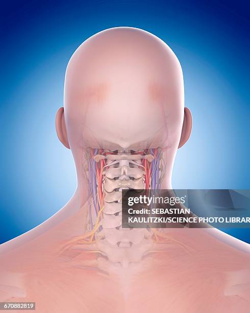 Neck Visual Human Neck Anatomy High-Res Vector Graphic - Getty Images