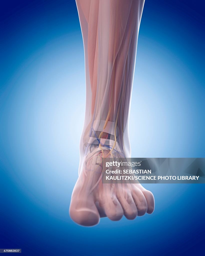 Foot Front Human Foot Anatomy High-Res Vector Graphic - Getty Images