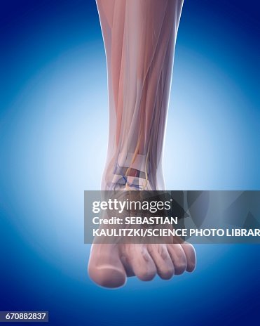 Foot Front Human Foot Anatomy High-Res Vector Graphic - Getty Images