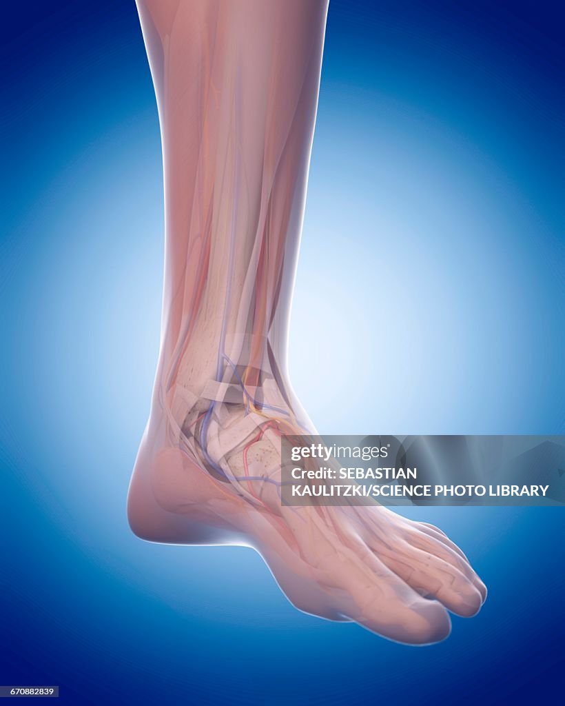 Foot Front Human Foot Anatomy High-Res Vector Graphic - Getty Images