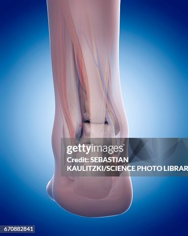 Foot Front Human Foot Anatomy High-Res Vector Graphic - Getty Images