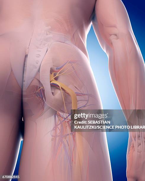 human sciatic nerve - sciatic stock illustrations