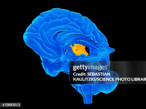 Human brain Human brain