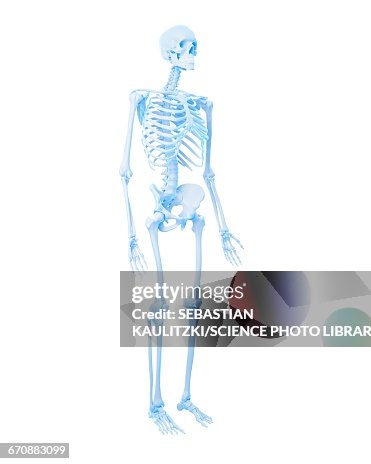 Human Skeletal System High-Res Vector Graphic - Getty Images