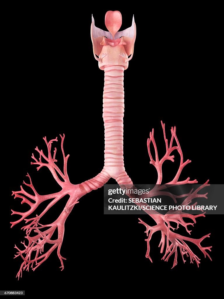 Human lung bronchi