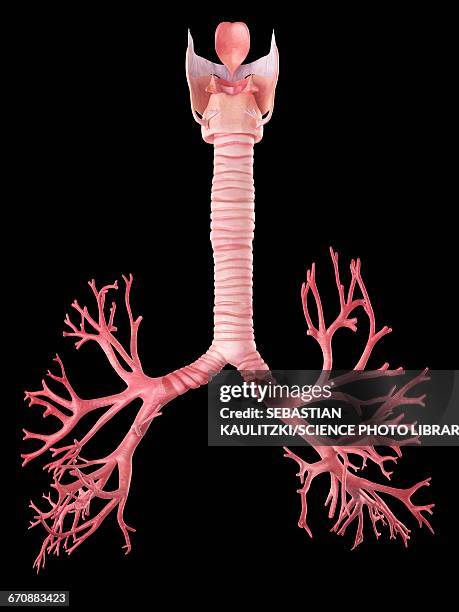 human lung bronchi - bronchus stock illustrations