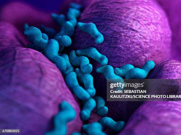 campylobacter bacteria - campylobacter stock illustrations