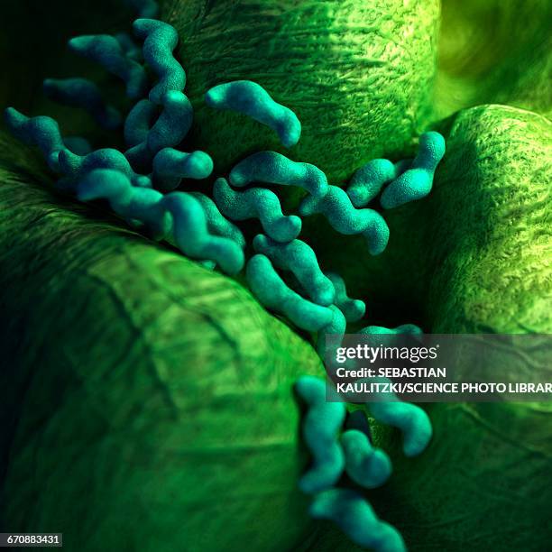 Campylobacter Bacteria StockFotos und Bilder Getty Images
