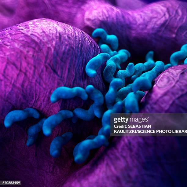 campylobacter bacteria - campylobacter stock illustrations
