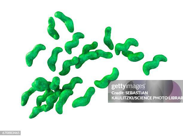 campylobacter bacteria - campylobacter stock illustrations