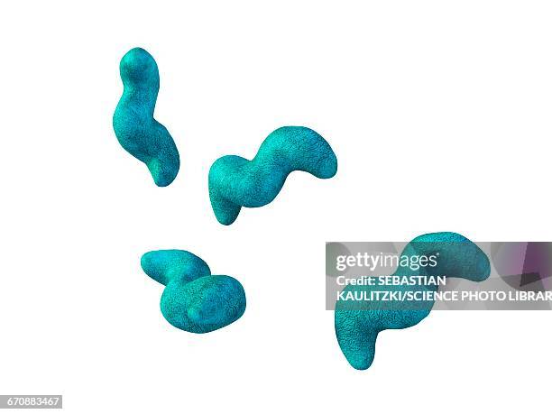 campylobacter bacteria - bacillus cereus stock-grafiken, -clipart, -cartoons und -symbole