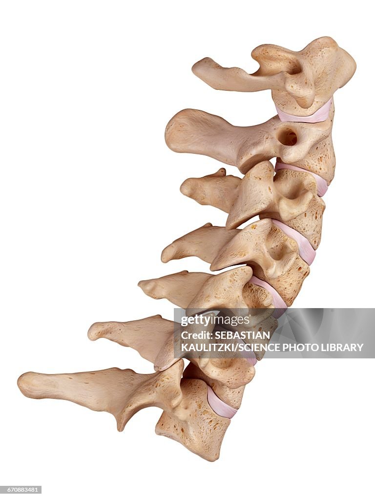 Cervical spine