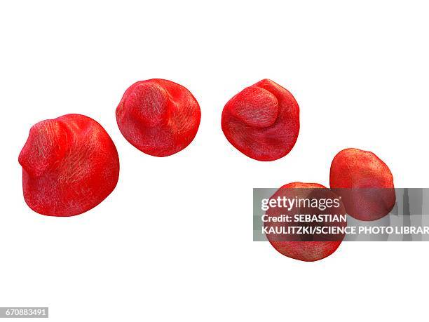 chlamydia trachomatis bacteria - bacillus cereus stock illustrations