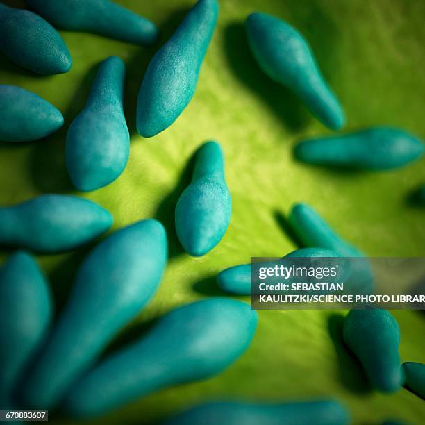 clostridium bacteria - bacillus cereus stock-grafiken, -clipart, -cartoons und -symbole