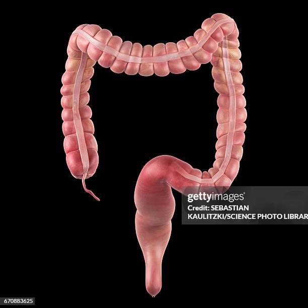 human large intestine - intestine 3d stock illustrations