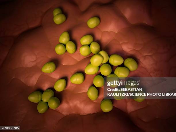 enterococcus baceria - enterococcus stock illustrations