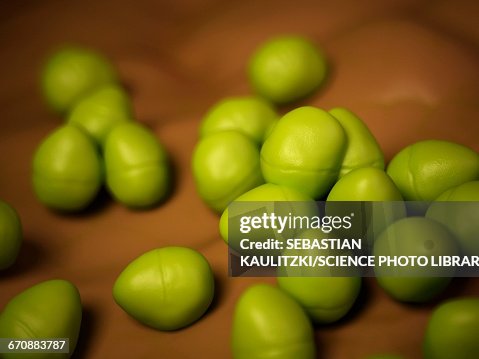 Enterococcus baceria Enterococcus baceria