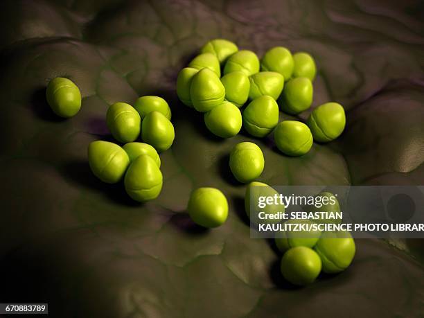 enterococcus baceria - enterococcus stock illustrations