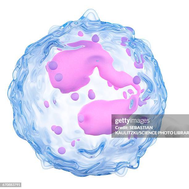 eosinophil - eosinophil stock illustrations