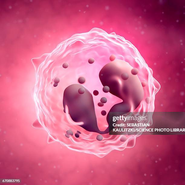 eosinophil - eosinophil stock illustrations